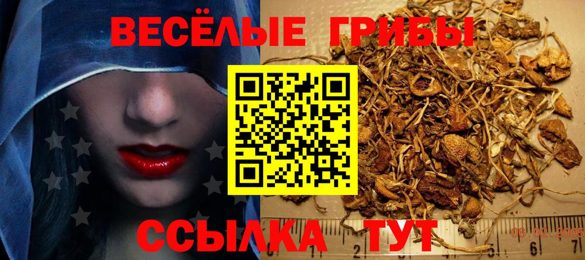 Псилоцибиновые грибы Psilocybine cubensis Шадринск